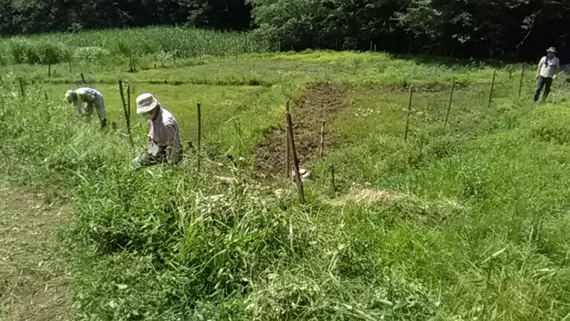 2024年_天覧山谷津の里づくりプロジェクト現地作業_01